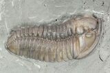 Prone Flexicalymene Trilobite In Shale - Ohio #52203-2